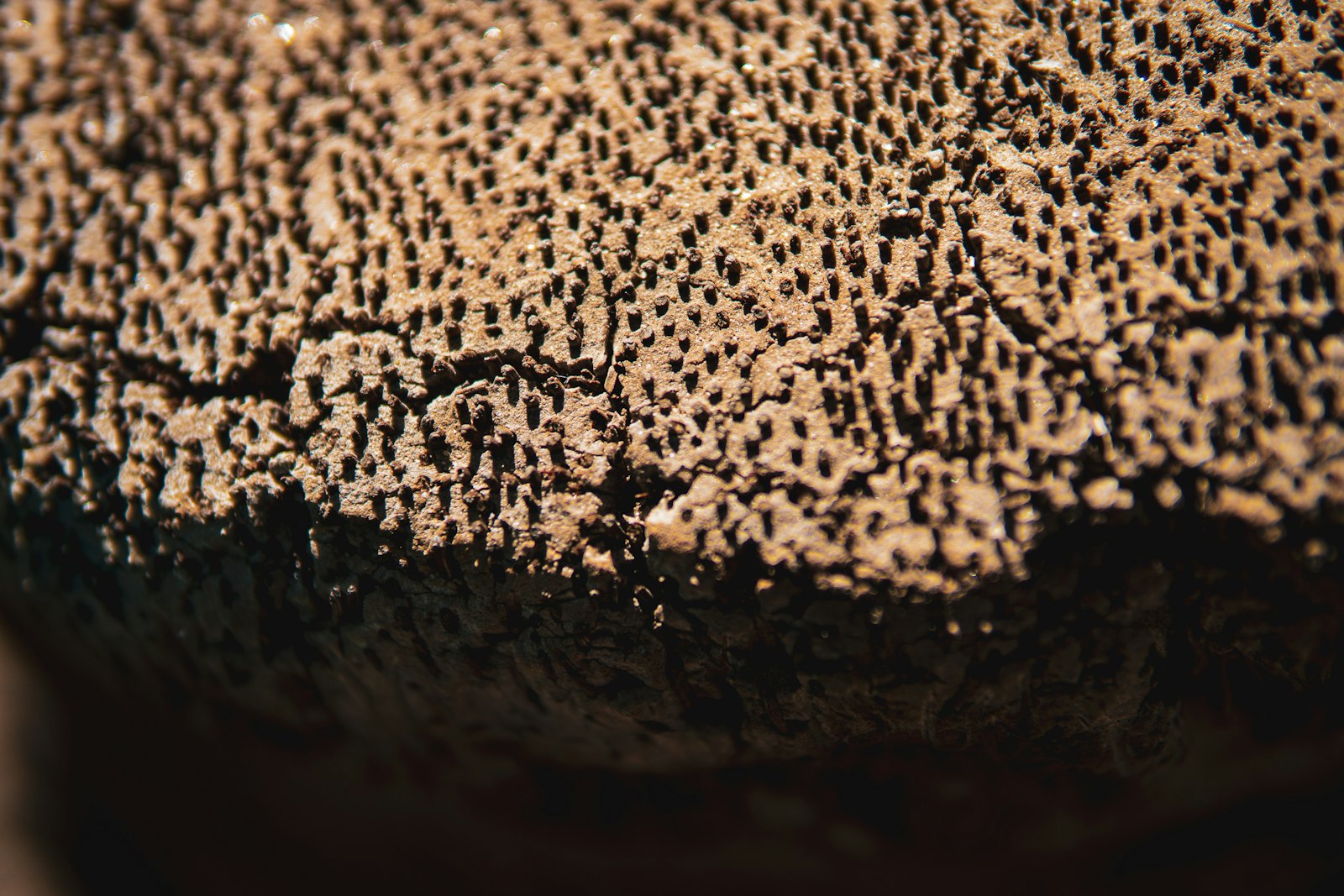 a close up of a piece of wood with holes in it