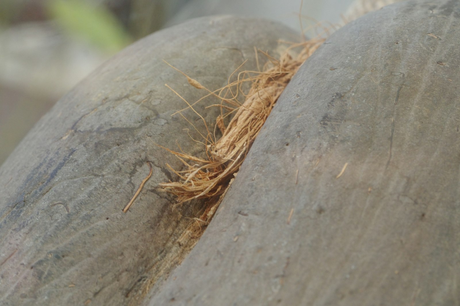 Two halves of a coconut with fibers in between.