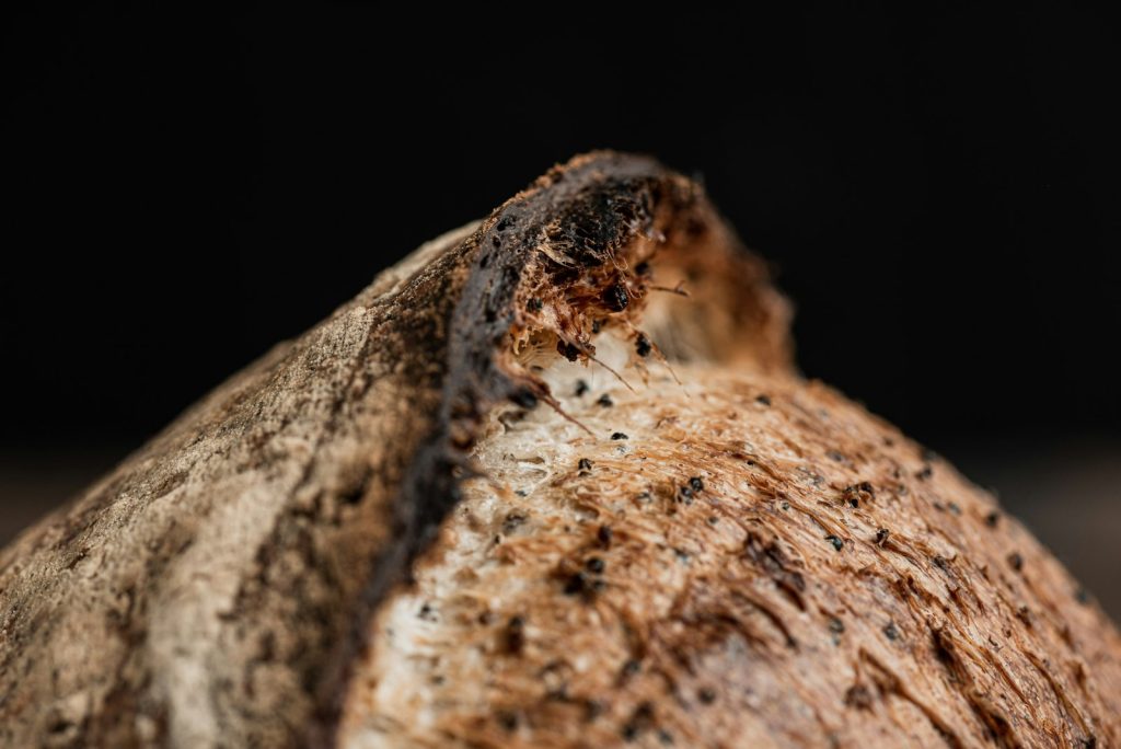 Coconut Bowl Quality Control & Common Defects